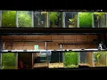 My 10-Gallon Aquarium Rack Setup More Fish Room Tour