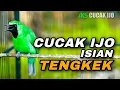 Download Lagu PANCINGAN CUCAK IJO GACOR ISIAN TENGKEK UDANG COCOK BUAT MENAIKKAN EMOSI IJO BAHAN AGAR CEPAT NEMBAK