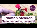 Lagu Stadstuinieren - Planten stekken - Salie, verveine en lavendel #moestuin