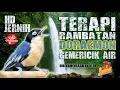 Download Lagu Terbaru Terapi Rambatan Jernih dengan suara gemericik air | Kualitas HD | Cocok untuk Murai Batu dll