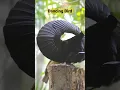 Download Lagu Dancing Bird | Bird of Paradise | Morning Bird Songs