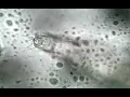 Moving Mudpuddle