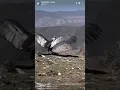 Andean condor release 2024 03 19 09 12