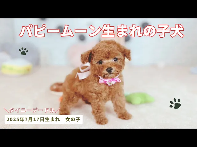 動画