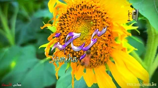 معنى اسم سميحة وبعض من صفات حاملة هذا الاسم على قناة معاني الاسماء Samiha 