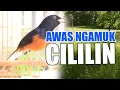 Download Lagu KRETEKAN GANAS MURAI BATU MEMANCING EMOSI !!!!