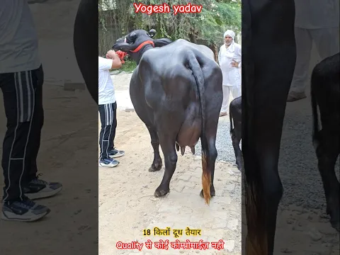 शौक का कोई मोल नहीं होता योगेश यादव,Vpo.मुनसा झज्जर हरियाणा 1st Class Murrha झोटी