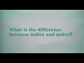 Debunking the Indica vs Sativa Myth Science with Nick Jikomes
