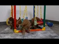 Blue Diamond Helen F1b Cavapoo Litter 1