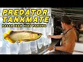 Lagu UPDATE LAPAK PREDATOR TANKMATE BANG JEFRI | PASAR IKAN HIAS PARUNG!