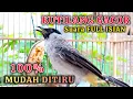 Download Lagu KUTILANG GACOR FULL ISIAN PALING MUDAH DITIRU KUTILANG LAIN JADI CEPAT GACOR