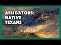 Alligators Native Texans