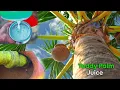 Lagu Extract Toddy Palm Juice! | கள்ளு எடுக்கும் முறை