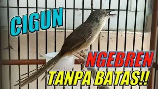 cigun ngebren tanpa henti cocok untuk masteran murai batu