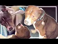 Chester looks HILARIOUS after the vet more DOG VLOG