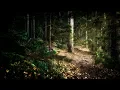 Download Lagu Wintersun - The Forest That Weeps (Summer) Official Lyric Video