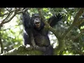 Chimps Team Up to Hunt Monkeys BBC Earth