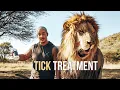 Tick Treatment for the Lions - Dean Schneider