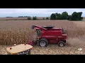 Harvesting Blue Corn
