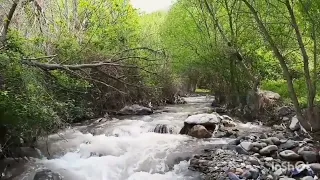 اهنگ جدید لری شاهنامه خونوم از رضا میران عزیز 