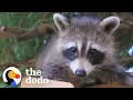 Download Lagu Raccoon Still Visits Her Favorite Human Years After She Was Released In The Wild | The Dodo