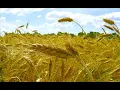 Українська народна пісня"Ой зелене жито, зелене"