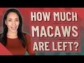 How Much macaws are left