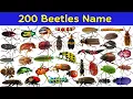 Download Lagu Soorten kevers | 200 geweldige namen van kevers die je zeker moet kennen | Deel 2