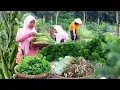 Indahnya didesa, Segala sayuran \u0026 buah tersedia, Panen untuk menu sarapan pagi, hidup di desa