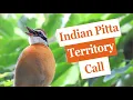 Lagu Indian Pitta Call - Territory call  #bird_calls