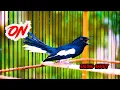 Download Lagu KACER GACOR CARI LAWAN, PANCINGAN AMPUH BIKIN KACER LAIN LANGSUNG ON