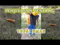 Download Lagu Penjelasan Tentang tupai emas, banyak yang komen begini !??