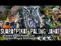 Download Lagu MP3.. SUARA PIKAT PALING JAHAT. Untuk Semua Jenis Burung Kecil..