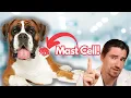 Download Lagu Mast Cell Tumors in the DOG.  What to do Next with Dr. Dan.