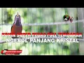 Download Lagu ASLI KONIN SUPER PEDAS !! KONIN GACOR FULL ISIAN TEMBAKAN NGEROL PANJANG