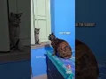 Dusty Dubs Cat Compilation 4