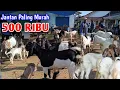 Download Lagu HARGA KAMBING MASIH MENYENANGKAN PEMBELI