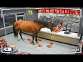 When Wild Animals Act Totally Weird