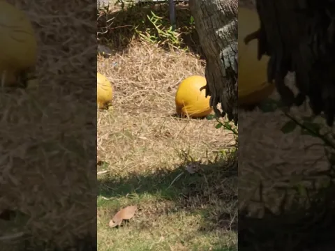Monkey VS Coconuts! #funnymonkey #monkeymoments #macaque #monkey #monkeys