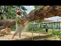 Lagu Building Rescue! Removing 2 Old Trees Squeezed Between Structures!