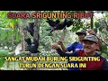 Download Lagu ampuh.. SUARA SRIGUNTING RIBUT yang sangat mudah SRIGUNTING mendekat