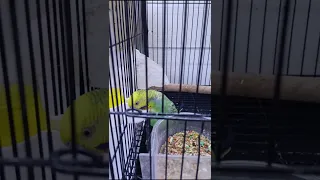 كيف تجعل طائرك يستفيد من الفيتامينات المقدمة إليه في المشربية المغرب Birds Parrot Pets بادجي 