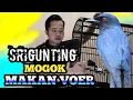 Download Lagu penyebab burung srigunting tidak mau makan voer dan cara mengevorkan kembali