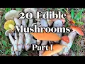 20 Edible Mushrooms I Can Identify Without Mistake Part I