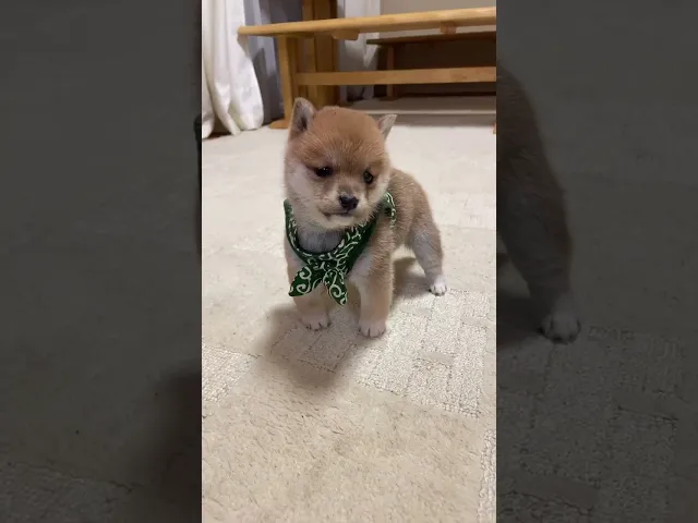動画