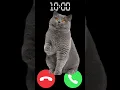 Download Lagu meow 🐈 #iphone #cat #ringtone #shortvideo #kitten #shorts