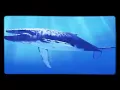 the blue whale music.😍😍😍😍😍