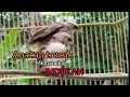 Download Lagu Suara Anakan Trucukan buat Pancingan burung Trucukan jantan