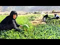 Download Lagu VILLAGE LIFE IN IRAN:  Harvesting local cucumbers | Rural Women's hard work in village farms | ILAM