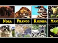 Lagu Animals From Khumba in Real Life